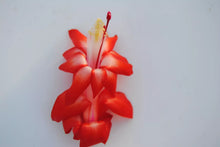 Load image into Gallery viewer, Santa Cruz Christmas Cactus/Thanksgiving Cactus Schlumbergera Truncata Rooted STARTER Plant
