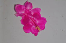 Load image into Gallery viewer, Satin Beauty Cactus/Thanksgiving Cactus Schlumbergera Truncata Rooted STARTER Plant