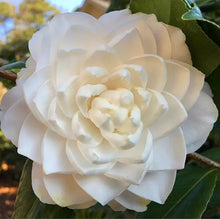 Load image into Gallery viewer, Seafoam~~Camellia Japonica Live Starter Plant-Highly Variable Blooms!