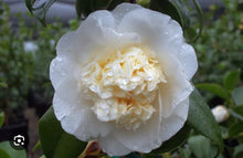 Load image into Gallery viewer, Shiro Chan~~Camellia Japonica--Live STARTER Plant--VERY UNIQUE COLOR
