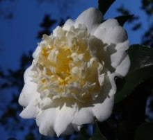 Load image into Gallery viewer, Shiro Chan~~Camellia Japonica--Live STARTER Plant--VERY UNIQUE COLOR