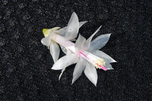 Load image into Gallery viewer, Silk Angel Christmas Cactus/Thanksgiving Cactus Schlumbergera Truncata Rooted STARTER Plant