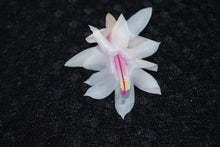 Load image into Gallery viewer, Snow Fire Christmas Cactus/Thanksgiving Cactus Schlumbergera Truncata Rooted STARTER Plant