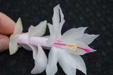 Load image into Gallery viewer, Snow White Christmas Cactus/Thanksgiving Cactus Schlumbergera Truncata Rooted STARTER Plant