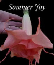 Load image into Gallery viewer, Sommer Joy~~Angels Trumpet Brugmansia Tropical Plant~~Well Rooted STARTER Plant