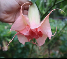 Load image into Gallery viewer, Sommer Joy~~Angels Trumpet Brugmansia Tropical Plant~~Well Rooted STARTER Plant
