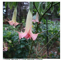 Load image into Gallery viewer, Sommer Joy~~Angels Trumpet Brugmansia Tropical Plant~~Well Rooted STARTER Plant