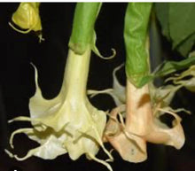 Load image into Gallery viewer, Southern Delight~~Angel Trumpet Brugmansia Tropical Plant Well Rooted STARTER Plant