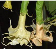 Load image into Gallery viewer, Southern Delight~~Angel Trumpet Brugmansia Tropical Plant Well Rooted STARTER Plant