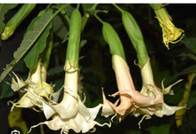 Load image into Gallery viewer, Southern Delight~~Angel Trumpet Brugmansia Tropical Plant Well Rooted STARTER Plant