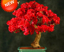 Load image into Gallery viewer, Spectabilis Red Live Well Rooted Bougainvillea STARTER plant