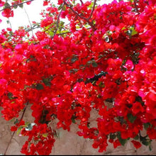 Load image into Gallery viewer, Spectabilis Red Live Well Rooted Bougainvillea STARTER plant