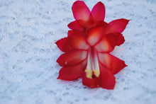 Load image into Gallery viewer, Star Dust-Christmas Cactus/Thanksgiving Cactus-Schlumbergera Truncata Rooted STARTER Plant