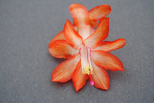 Load image into Gallery viewer, Stephanie-Christmas Cactus/Thanksgiving Cactus-SchlumbergeraTruncata Rooted STARTER Plant