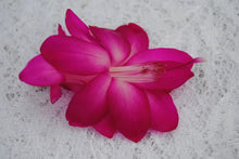 Load image into Gallery viewer, Sterling Christmas Cactus/Thanksgiving Cactus Schlumbergera Truncata Rooted STARTER Plant