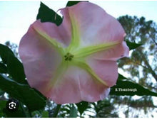 Load image into Gallery viewer, Strawberries & Cream~~Angel Trumpet Brugmansia~~Well Rooted STARTER Plant