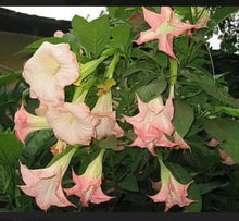 Load image into Gallery viewer, Strawberries & Cream~~Angel Trumpet Brugmansia~~Well Rooted STARTER Plant