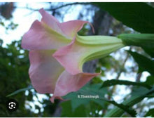 Load image into Gallery viewer, Strawberries & Cream~~Angel Trumpet Brugmansia~~Well Rooted STARTER Plant