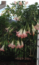 Load image into Gallery viewer, Strawberries & Cream~~Angel Trumpet Brugmansia~~Well Rooted STARTER Plant