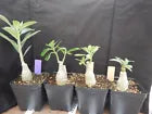 Load image into Gallery viewer, 147 Adenium Obesum Grafted Plant Desert Rose Plant *USA Seller*