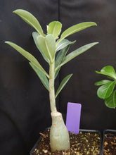Load image into Gallery viewer, 147 Adenium Obesum Grafted Plant Desert Rose Plant *USA Seller*
