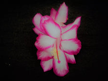 Load image into Gallery viewer, Sugar Plum Fairy Cactus/Thanksgiving Cactus Schlumbergera Truncata Rooted STARTER Plant