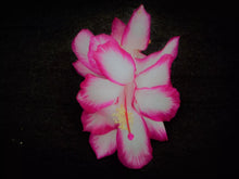 Load image into Gallery viewer, 4" Sugar Plum Fairy Christmas Cactus/Thanksgiving Cactus Schlumbergera Truncata Rooted STARTER Plant
