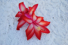 Load image into Gallery viewer, Sunburst Fantasy Christmas Cactus/Thanksgiving Cactus Schlumbergera Truncata Rooted STARTER Plant