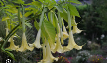 Load image into Gallery viewer, Sunray Angels Trumpet Brugmansia Tropical Plant~~Well Rooted STARTER Plant