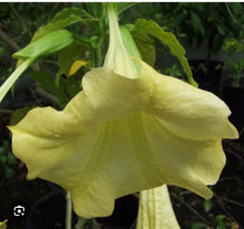 Load image into Gallery viewer, Sunray Angels Trumpet Brugmansia Tropical Plant~~Well Rooted STARTER Plant