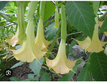 Load image into Gallery viewer, Sunray Angels Trumpet Brugmansia Tropical Plant~~Well Rooted STARTER Plant