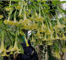Load image into Gallery viewer, Sunray Angels Trumpet Brugmansia Tropical Plant~~Well Rooted STARTER Plant