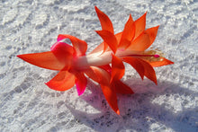 Load image into Gallery viewer, Sunset Glow Christmas Cactus/Thanksgiving Cactus Schlumbergera Truncata Rooted STARTER Plant