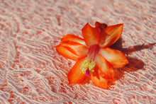 Load image into Gallery viewer, Sunset Strip Christmas Cactus/Thanksgiving Cactus Schlumbergera Truncata Rooted STARTER Plant