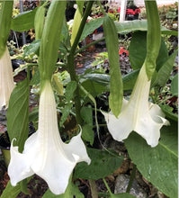 Load image into Gallery viewer, Super Nova~~Angel Trumpet Brugmansia Tropical Plant~~Beautiful Well Rooted STARTER Plant