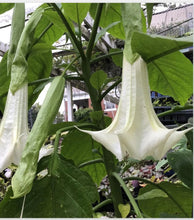 Load image into Gallery viewer, Super Nova~~Angel Trumpet Brugmansia Tropical Plant~~Beautiful Well Rooted STARTER Plant