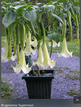 Load image into Gallery viewer, Super Nova~~Angel Trumpet Brugmansia Tropical Plant~~Beautiful Well Rooted STARTER Plant