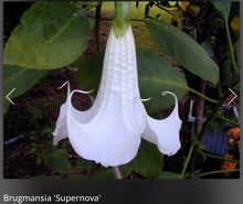 Load image into Gallery viewer, Super Nova~~Angel Trumpet Brugmansia Tropical Plant~~Beautiful Well Rooted STARTER Plant