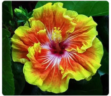 Load image into Gallery viewer, TAHITIAN SUNSET SPLENDOR-SMALL Rooted Exotic Tropical Hibiscus STARTER Plant