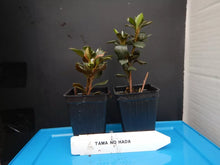 Load image into Gallery viewer, TAMA NO HADA Azalea/Rhododendron Deciduous Starter Plant 3 COLORS AT ONCE!!!