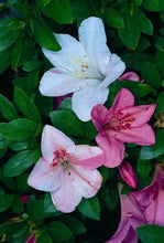 Load image into Gallery viewer, TAMA NO HADA Azalea/Rhododendron Deciduous Starter Plant 3 COLORS AT ONCE!!!
