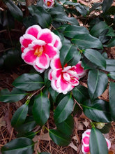 Load image into Gallery viewer, **TAMA ELECTRA**Unique Bloom**Camellia Japonica-Live Starter Plant -USA SELLER-