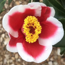 Load image into Gallery viewer, **TAMA ELECTRA**Unique Bloom**Camellia Japonica-Live Starter Plant -USA SELLER-