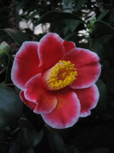 Load image into Gallery viewer, **TAMA ELECTRA**Unique Bloom**Camellia Japonica-Live Starter Plant -USA SELLER-