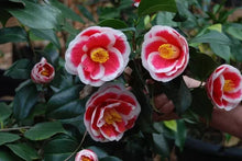 Load image into Gallery viewer, **TAMA ELECTRA**Unique Bloom**Camellia Japonica-Live Starter Plant -USA SELLER-