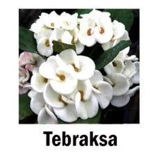 Load image into Gallery viewer, TEBRAKSA **Crown Of Thorns-Euphorbia Milii CHRIST PLANT SMALL ROOTED STARTER PLANT