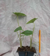 Load image into Gallery viewer, **THAILAND GIANT** Elephant Ear Colocasia Esculenta Starter Plant**USA Seller**