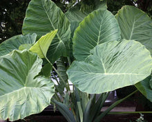 Load image into Gallery viewer, **THAILAND GIANT** Elephant Ear Colocasia Esculenta Starter Plant**USA Seller**