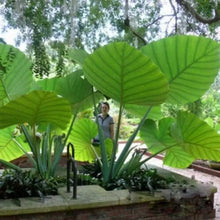 Load image into Gallery viewer, **THAILAND GIANT** Elephant Ear Colocasia Esculenta Starter Plant**USA Seller**