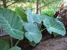 Load image into Gallery viewer, **THAILAND GIANT** Elephant Ear Colocasia Esculenta Starter Plant**USA Seller**